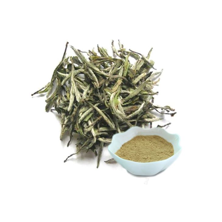Why is White Tea Extract Beneficial for Your Skin?